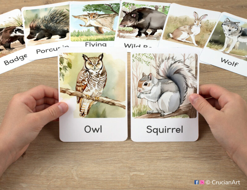 Great horned owl and gray squirrel flashcards in child's hands