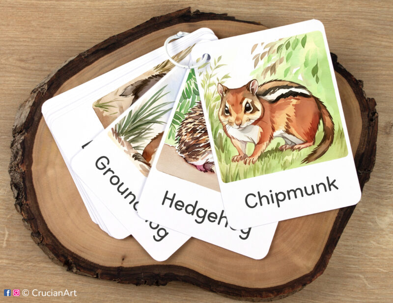 Set of Woodland Animals flashcards kept together on a ring for on-the-go learning