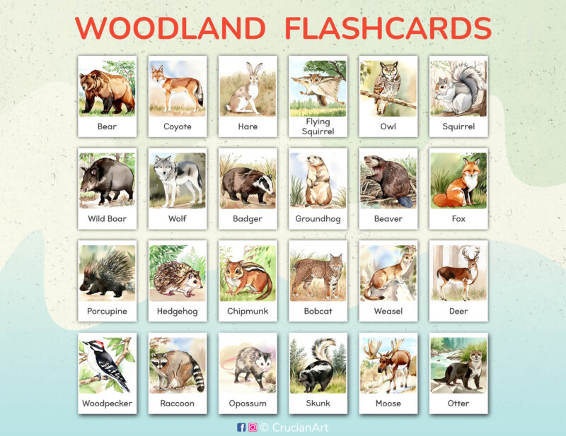 Forest Animals and Woodland Animals Flashcards