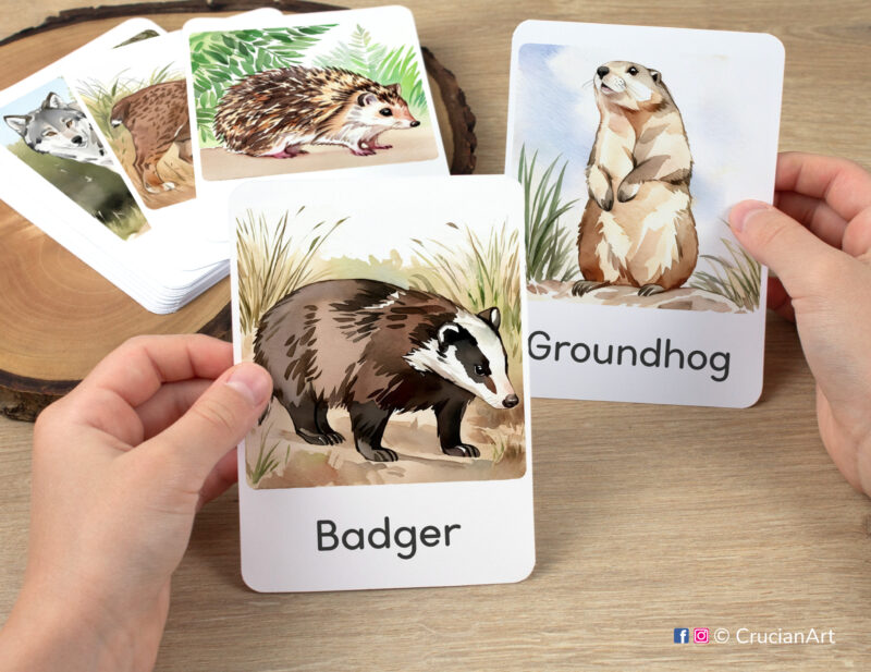 Watercolor illustrations of Groundhog and Badger flashcards in kindergartener's hands