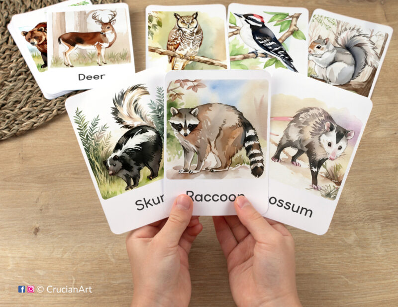 Flashcards featuring illustrations of raccoon, skunk, and opossum in toddler's hands