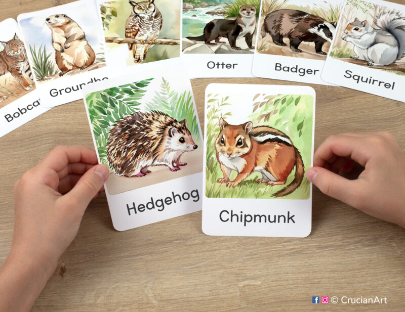 Preschooler's hands holding flashcards with images of Chipmunk and Hedgehog