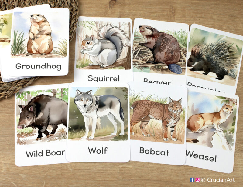 Forest Unit Flashcards featuring Bobcat, Wolf, Porcupine, Squirrel, Weasel, Groundhog, Beaver, Wild Boar laid out for studying