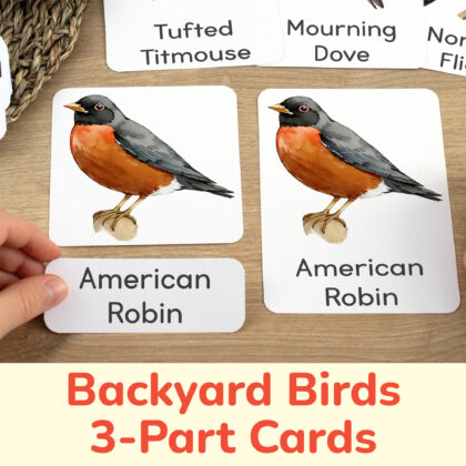 North American Backyard Birds three part cards in use: preschooler matching a word label to an image card of American Robin. Printables for Neighborhood Feathered Friends curriculum classroom resources.