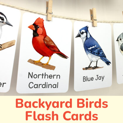 Northern Cardinal and Blue Jay flashcards hanging on twine with small wooden clothespins. Spring curriculum classroom resources. Birds nature study Montessori materials.