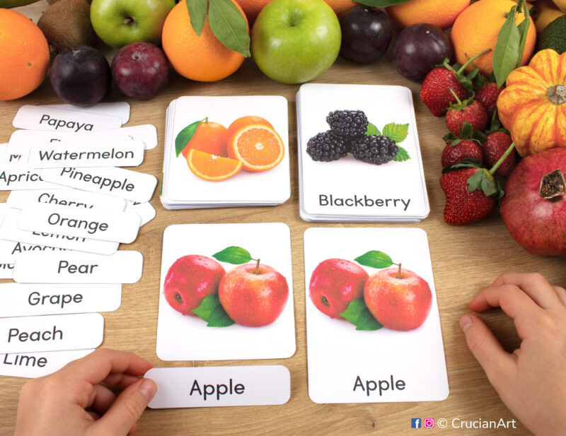 Real photo fruits and berries three part cards in use: preschooler matching a word label to an image card of Apples. Printables for preschool and kindergarten curriculum. Healthy food unit classroom resource for teacher.