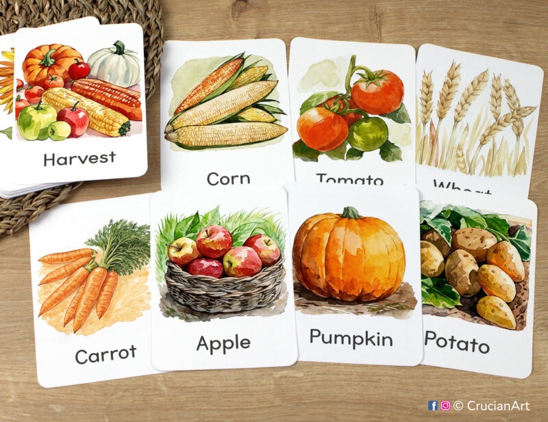 Harvest Time Unit Flashcards featuring Apple, Pumpkin, Tomato, Carrot, Potato, Corn, Wheat out for the fall season studying. On the Farm toddler and preschool classroom resource.