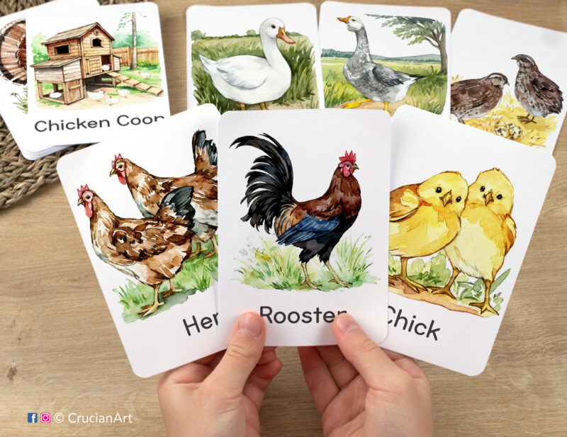 Flashcards featuring watercolor illustrations of Rooster, Hen, and Chick in toddler's hands. Farmyard Friends printable flash cards.