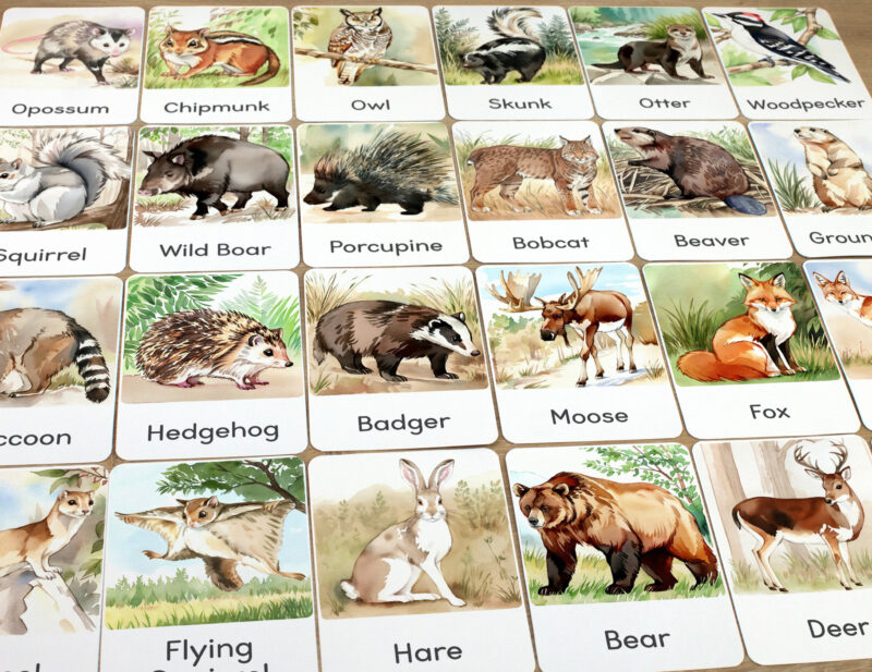 Set of Woodland and Forest Animals flashcards laid out on the table for learning activity: Hare, Badger, Moose, Hedgehog, Flying Squirrel, Brown Bear, Porcupine, Red Fox, Chipmunk, Skunk and Wild Pig