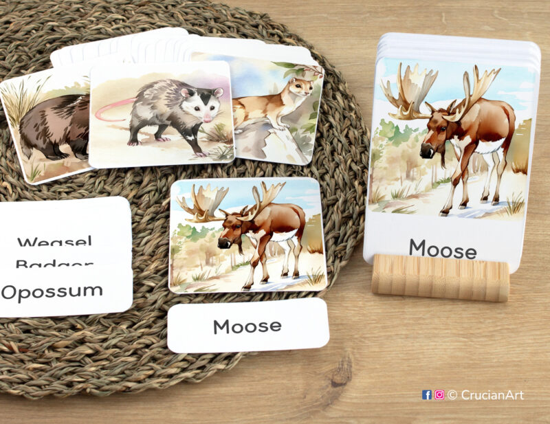 Early reading activity using three-part cards: Moose flashcard, word cards, and picture cards. Set of Forest Animals themed sight words for Woodland Animals week literacy activities.