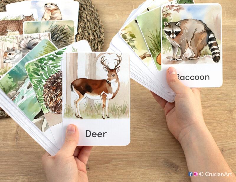 Red Deer and Raccoon watercolor visual cards in child hands. Forest Animals educational printables for Woodland Animals study unit.