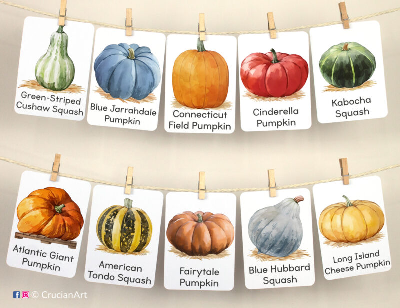 Set of Pumpkins and Squash watercolor flashcards used as class or homeschool wall decor. Visual flash cards hang on twine with small wooden clothespins.