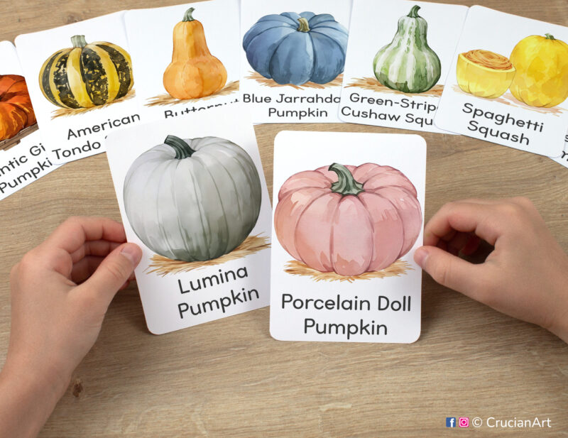 Preschooler hands holding flashcards with watercolor images of Porcelain Doll Pumpkin and Lumina Pumpkin. Set of fall season visual cards. Autumn Harvest Time printables.