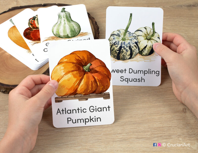 Autumn watercolor illustrations of Atlantic Giant Pumpkin and Sweet Dumpling Squash flashcards in kindergartener hands. Fall Harvest Time printable visual cards.