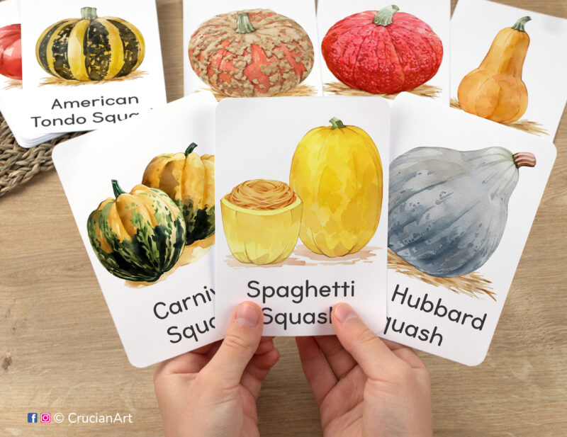 Flashcards featuring watercolor illustrations of Spaghetti Squash, Blue Hubbard Squash, and Carnival Squash in toddler hands