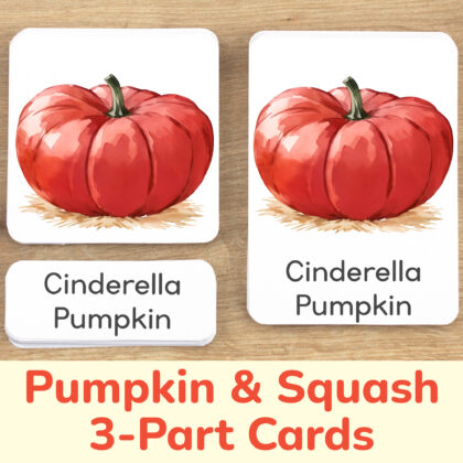 Pumpkins and Squash species three part cards set: flashcard, watercolor visual card, and label with matching word. Autumn Harvest theme printable educational resource for preschool Fall Season study unit. Cinderella Pumpkin watercolor illustration.