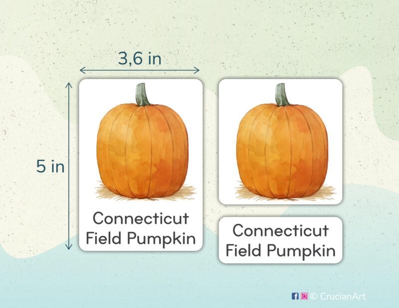 Pumpkins and Squash theme 3-part cards homeschool printables. DIY educational resources for Fall Harvest Season curriculum. Connecticut Field Pumpkin watercolor illustrution.