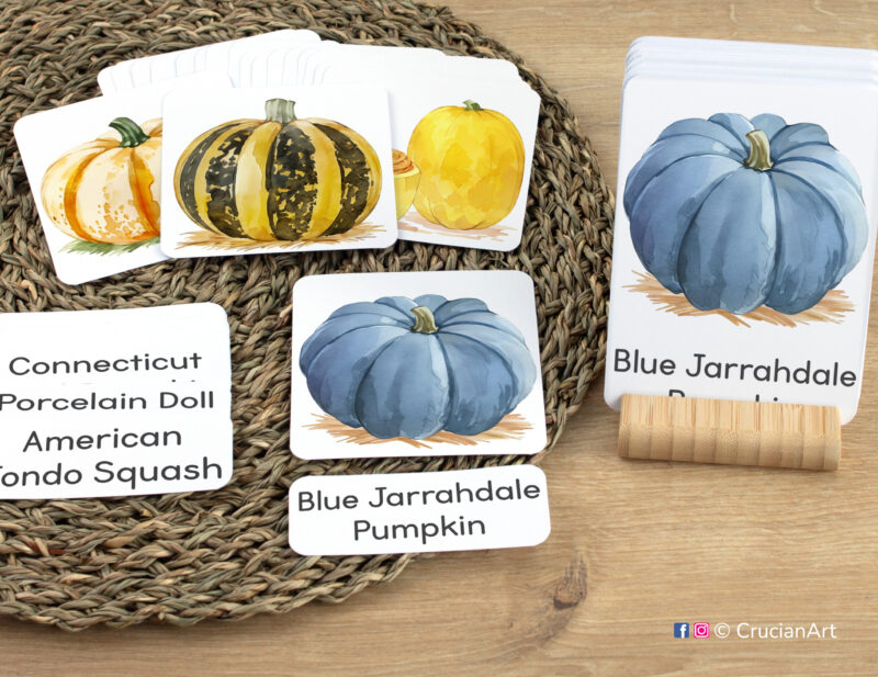 Early reading activity using three-part cards: Blue Jarrahdale Pumpkin flashcard, word cards, and picture cards. Set of Pumpkins and Squash themed sight words for Autumn Harvest week literacy activities.