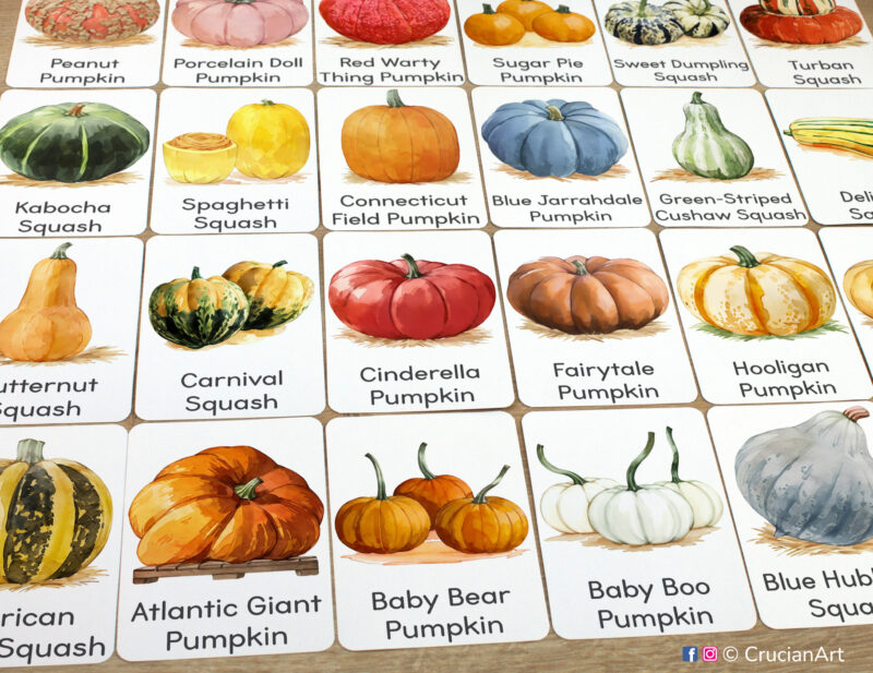 Set of Pumpkins and Squash Types flashcards laid out on the table for learning activity: Atlantic Giant Pumpkin, Cinderella Pumpkin, Fairytale Pumpkin, Baby Bear Pumpkin, Baby Boo Pumpkin, Connecticut Field Pumpkin, Blue Jarrahdale Pumpkin