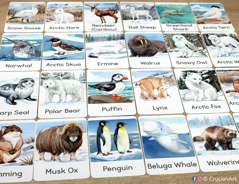 Set of Arctic and Antarctic Polar Animals flashcards laid out on the table for learning activity. Cold Climate Wildlife study unit Montessori printable materials.