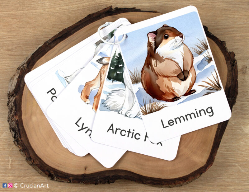 Set of Polar Regions Fauna flashcards kept together on a ring for on-the-go learning