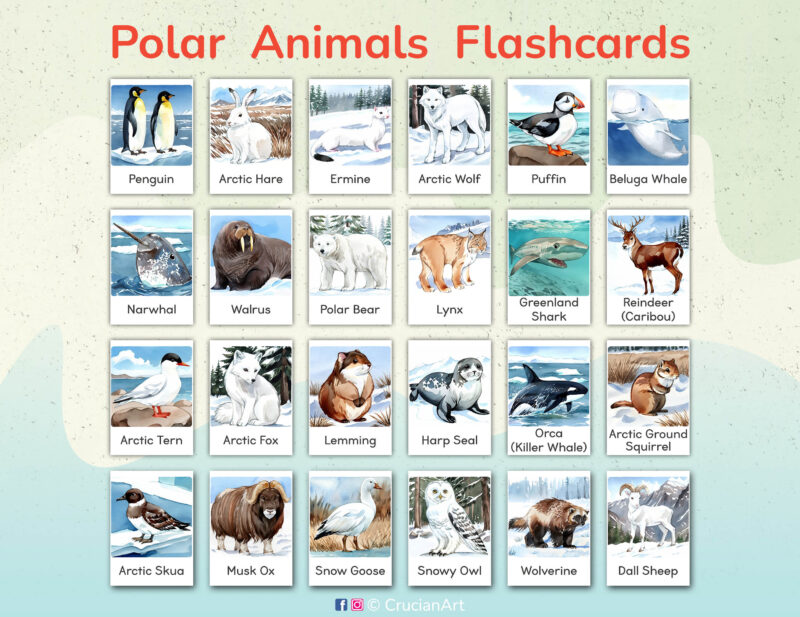 Polar Animals, Arctic Animals, Tundra Animals Flashcards