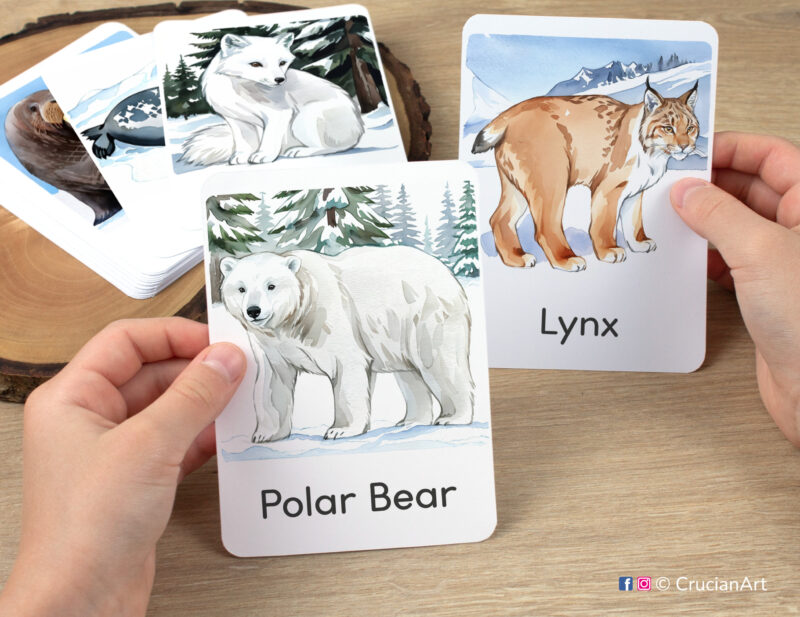 Preschooler's hands holding flashcards with watercolor images of Polar Bear and Lynx. DIY Arctic and Antarctic Wildlife vocabulary building visual cards.