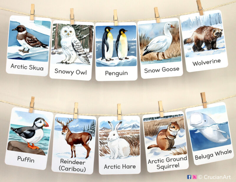 Set of Arctic and Antarctic Animals flashcards used as class or homeschool wall decor. Flash cards hang on twine with small wooden clothespins.