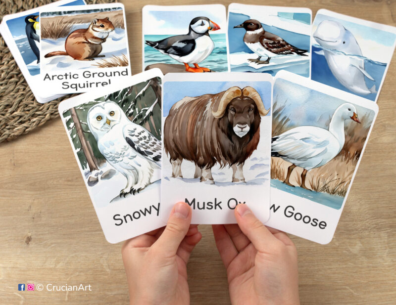 Flashcards featuring watercolor illustrations of Musk Ox, Snowy Owl, and Snow Goose in toddler's hands. Polar Wildlife Study material for classroom and homeschool curriculum.