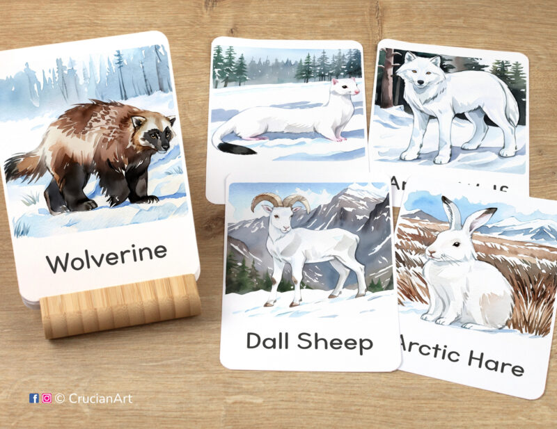 Tundra Wildlife Unit Flashcards featuring images of Dall Sheep, Arctic Snowshoe Hare, Ermine, Arctic Wolf, and Wolverine, ready for learning activity