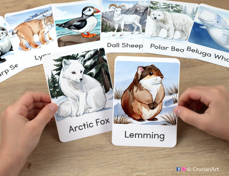 Lemming and Arctic Fox watercolor flashcards in child's hands. Tundra Animals educational printables for winter curriculum.