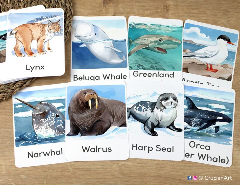 North and South Pole Animal Creatures Flashcards featuring Walrus, Narwhal, Orca Killer Whale, Beluga Whale, Harp Seal, Greenland Shark, Lynx, Arctic Tern laid out for studying.