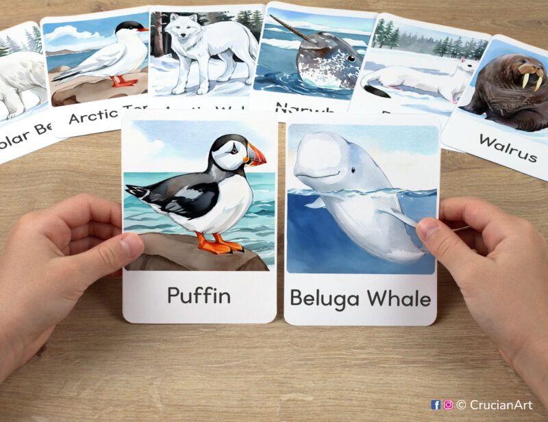 Watercolor illustrations of Beluga Whale and Puffin flashcards in kindergartener's hands. Northern Wildlife materials for class and home school education.