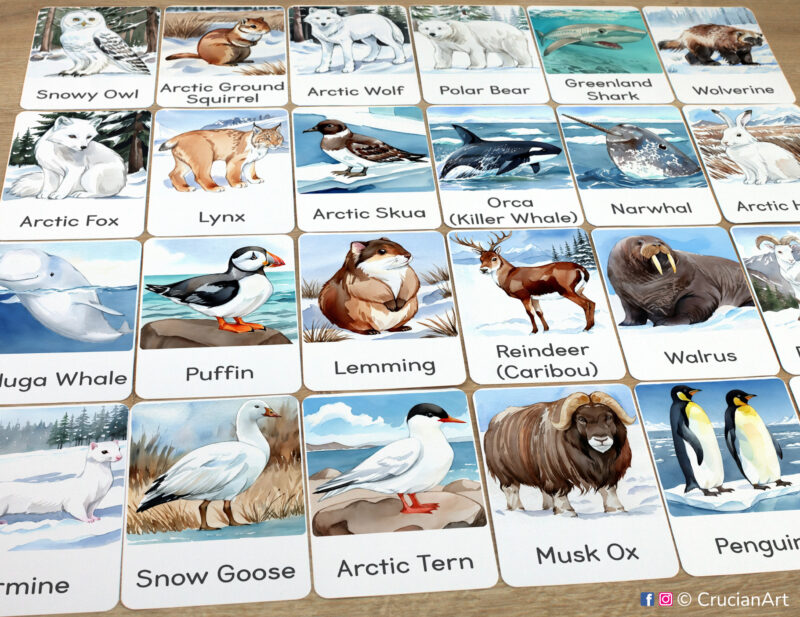 Set of Arctic Polar Animals flashcards laid out on the table for learning activity: Lemming, Snow Goose, Puffin, Musk Ox, Reindeer Caribou, Walrus, Lynx, Narwhal, Arctic Skua, and Orca Killer Whale