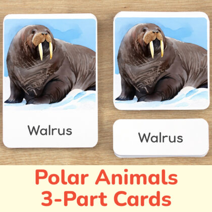 Polar Animals three part cards set: flashcard, watercolor visual card, and label with matching word. Arctic Tundra Wildlife printable educational resource for Winter curriculum. Walrus watercolor illustration.