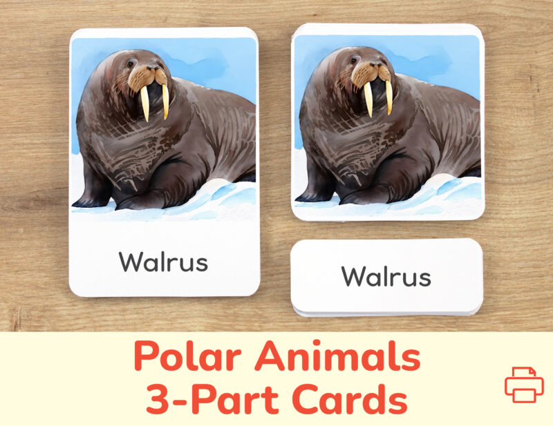 Polar Animals three part cards set: flashcard, watercolor visual card, and label with matching word. Arctic Tundra Wildlife printable educational resource for Winter curriculum. Walrus watercolor illustration.