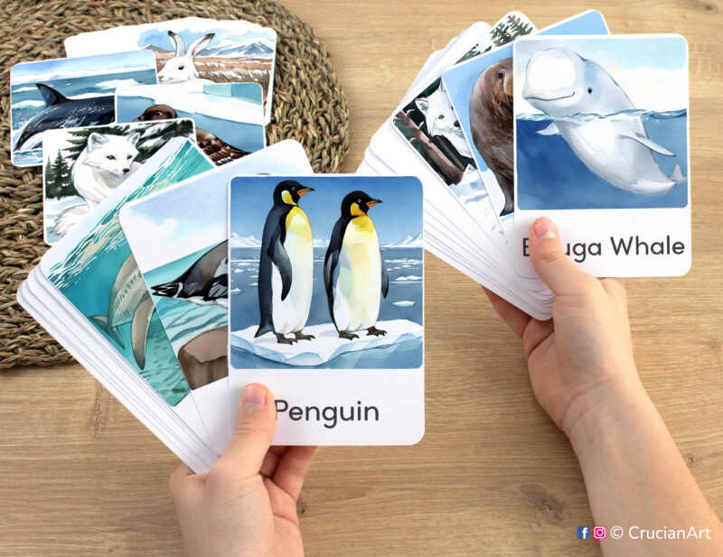 Beluga Whale and Emperor Penguin watercolor visual cards in child hands. Arctic, Tundra, Polar Animals unit educational printables.