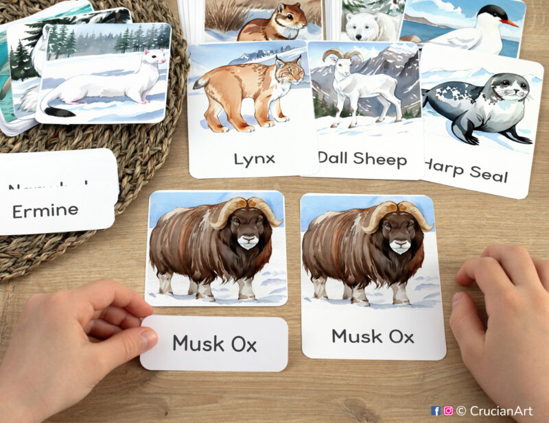 Three part cards in use: preschooler matching a word label to an image card of Musk Ox. Printables for Winter curriculum classroom resources.