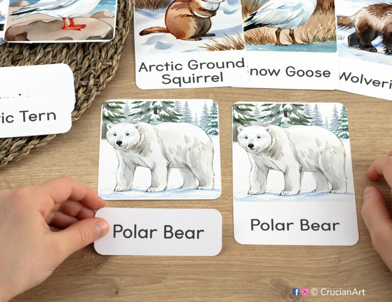 Three-part cards in practice: toddler pairing a word label with corresponding Polar Bear image card. Arctic Animals themed printable materials for Tundra Animals week and Polar Animals unit classroom activities.