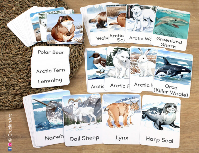Arctic Animals Unit Flashcards featuring Narwhal, Dall Sheep, Lynx, Harp Seal, Arctic Fox, Arctic Snowshoe Hare, Orca Killer Whale, Lemming, Arctic Wolf, Arctic Skua laid out for studying