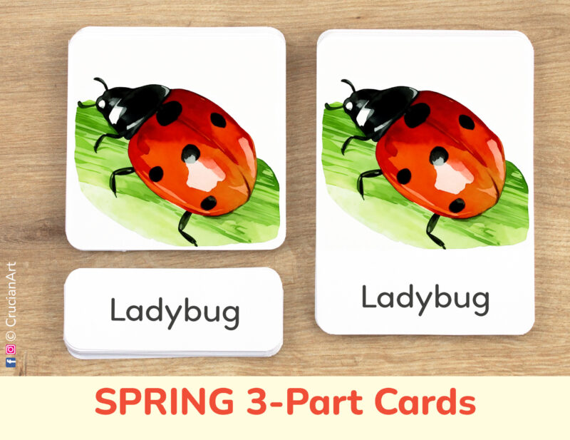 Spring Season three part cards set: Ladybug flashcard, watercolor visual card, and label with matching word. DIY printable educational resource for Springtime curriculum.