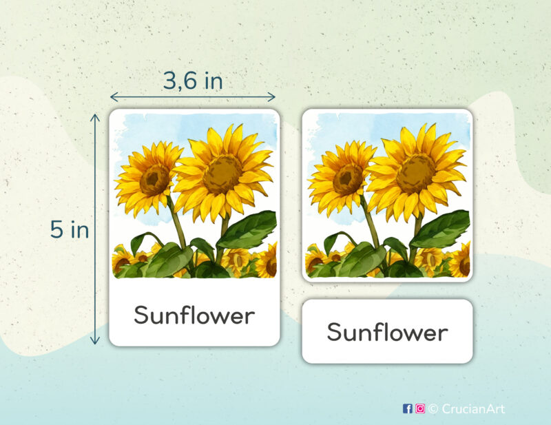 Summertime theme 3-part cards homeschool printables. DIY educational resources for Summer season unit. Sunflower watercolor illustration.