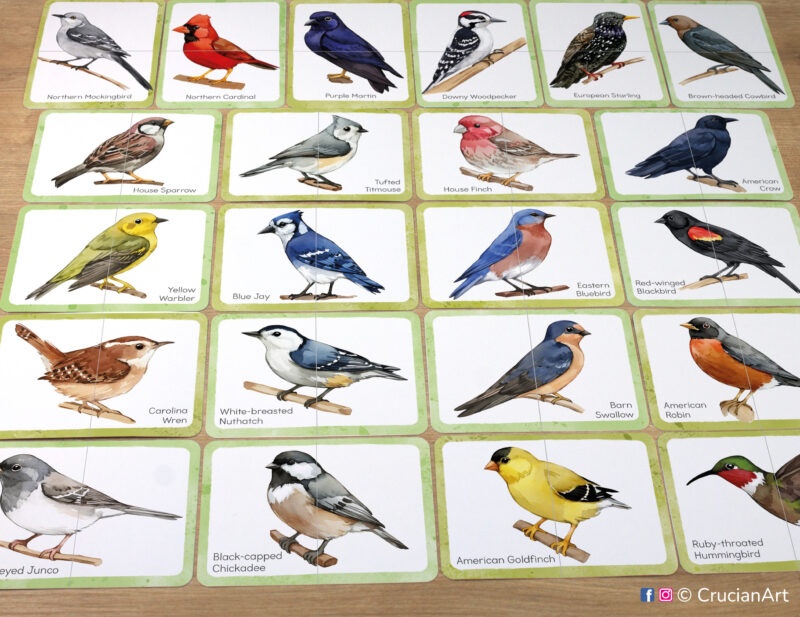 Set of local backyard birds puzzle pairs to print for classroom activity. Watercolor picture puzzles: American robin, blue jay, house finch, northern cardinal, American goldfinch, downy woodpecker, mourning dove, Carolina wren, barn swallow, eastern bluebird, black-capped chickadee, dark-eyed junco, house sparrow, tufted titmouse, yellow warbler, American crow, European starling, ruby-throated hummingbird, northern flicker, red-winged blackbird, northern mockingbird, white-breasted nuthatch, brown-headed cowbird, purple martin. DIY toddler and preschool matching game.