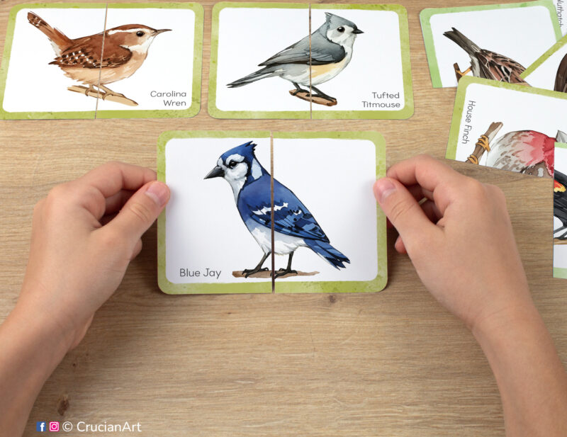 North American backyard birds species: blue jay, tufted titmouse, Carolina wren. Kids watercolor picture puzzle in use. Montessori printables for two year olds.