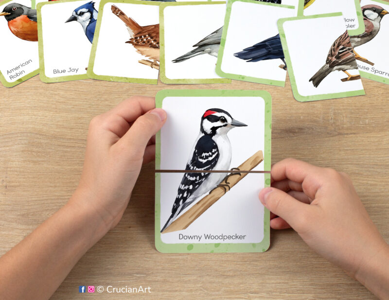 Downy woodpecker watercolor picture puzzle. North American backyard birds puzzles play for preschool classrooms. Fine motor skills development for three year olds.