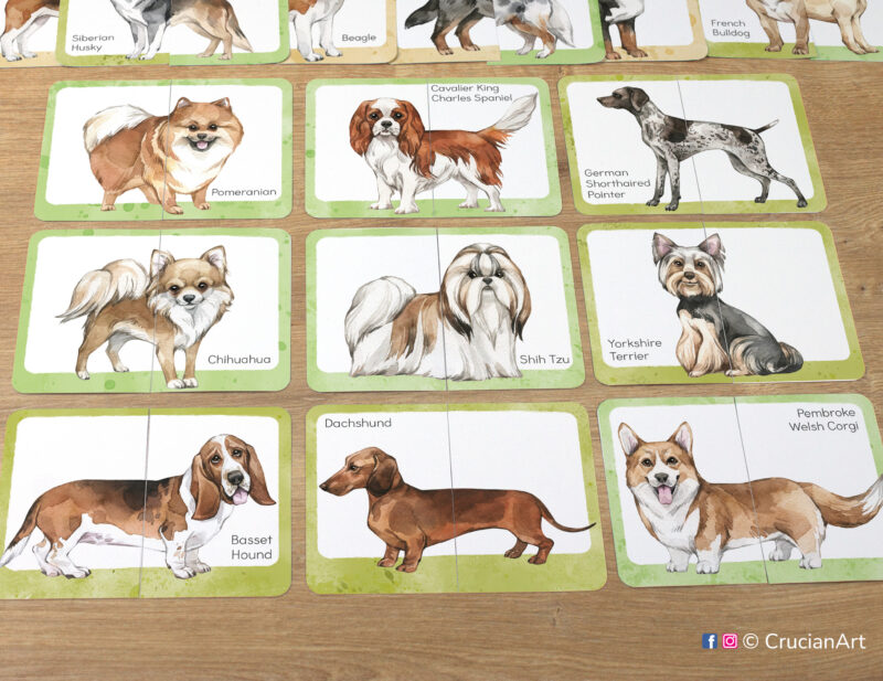 Dog breeds picture puzzles: German shorthaired pointer, dachshund, basset hound, shih tzu, Yorkshire terrier, Pembroke Welsh corgi, chihuahua, pomeranian, spaniel. Match the puzzle halves printable game for early learning. Dogs and pets theme visual discrimination cards for toddler.