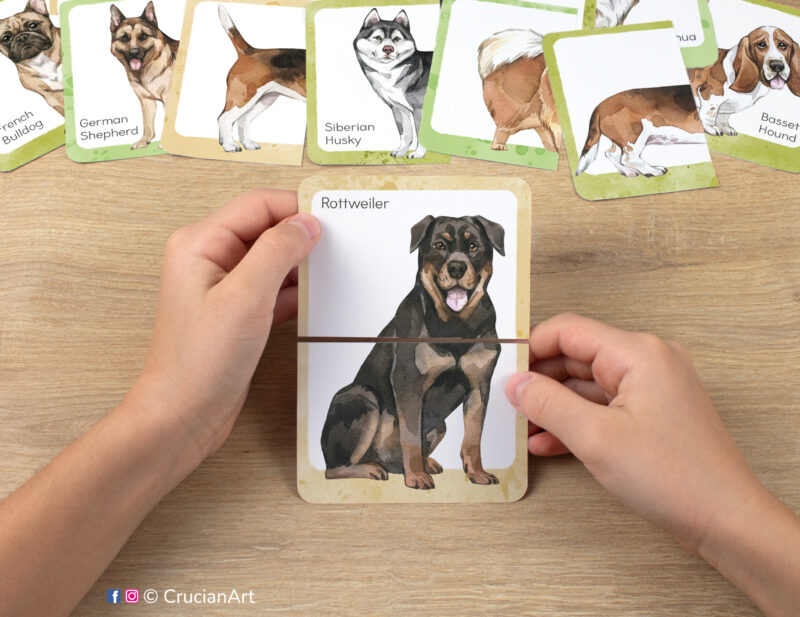 Dog dreeds: German shepherd, rottweiler, French bulldog, Siberian husky, basset hound. Kids watercolor picture puzzle in use. Montessori printables for two year olds.