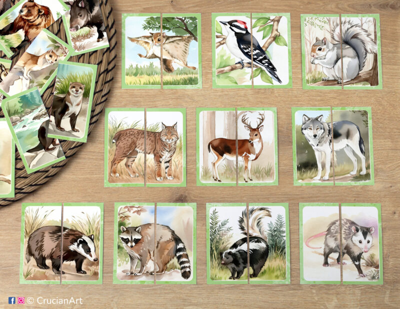 Match the puzzle halves printable activity for early learning. Forest and woodland animals picture puzzles: gray wolf, deer, bobcat, raccoon, skunk, opossum, flying squirrel, badger, woodpecker, gray squirrel.