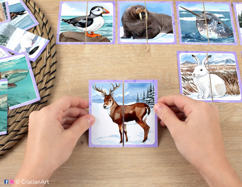 Kids puzzle matching activity in use: watercolor picture puzzle with a reindeer caribou. Montessori printables for two year olds. Arctic and Tundra animals: walrus, narwhal, snowshoe hare, puffin.