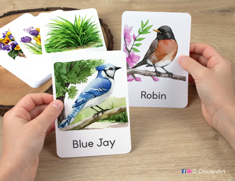 Blue Jay and Robin backyard birds watercolor flashcards in child hands. Spring season printables for preschool education.